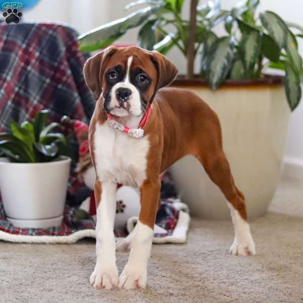 Nancy, Boxer Puppy